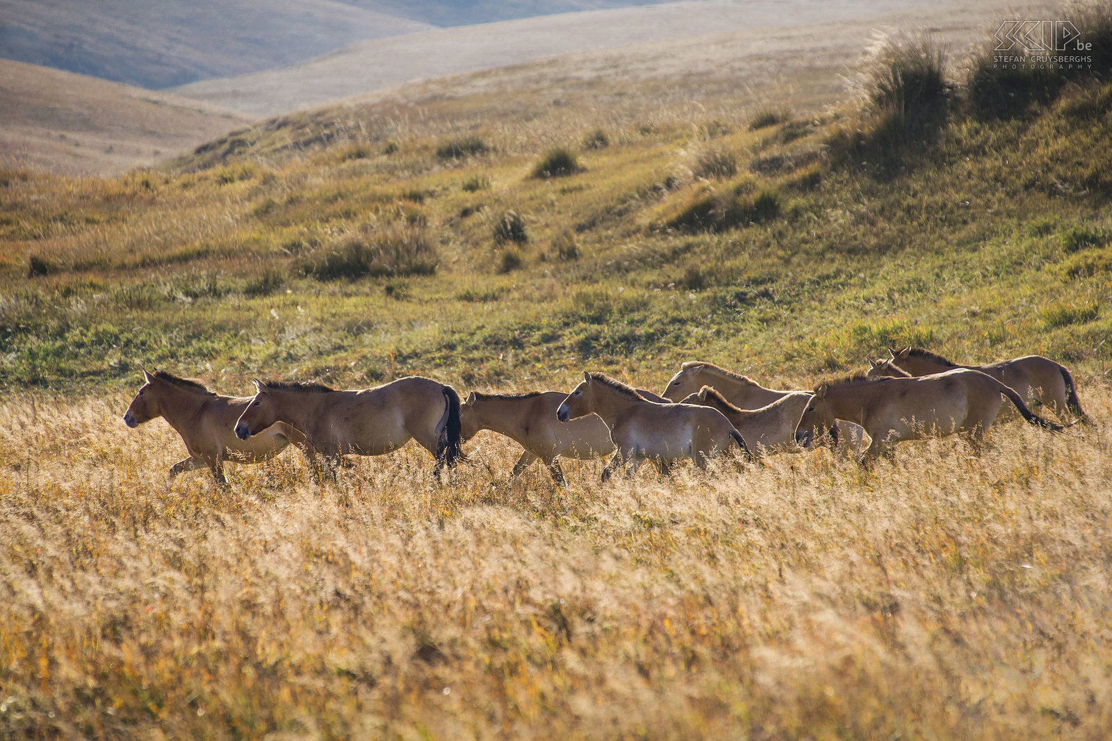 Hustai - Przewalski paarden Een groep van wilde Przewalski paarden in Hustai/Khustain Nuruu nationale park. Het traditionele Mongolische paardenras de Przewalski, takhi in het Mongools,  werd er 20 jaar geleden terug geherintroduceerd. Nu leven er weer meer dan 250 van deze wilde paarden in dit nationale park. Stefan Cruysberghs